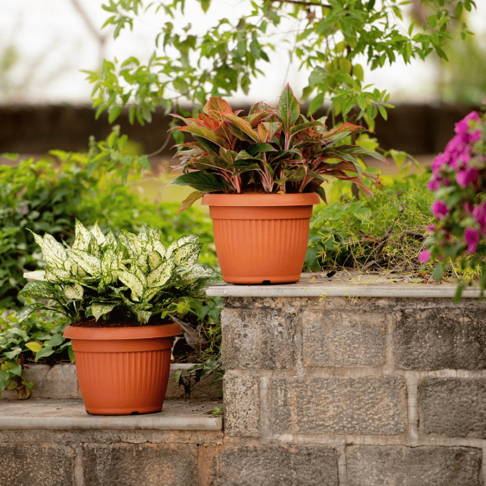 Bello Round 30 ( Set of 3 ) - Image 2