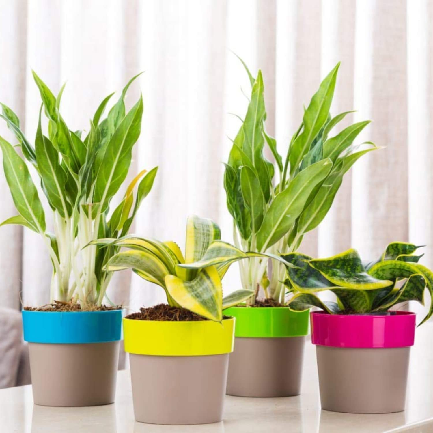 Arty 10 Multi Color ( set of 5 ) - Image 3