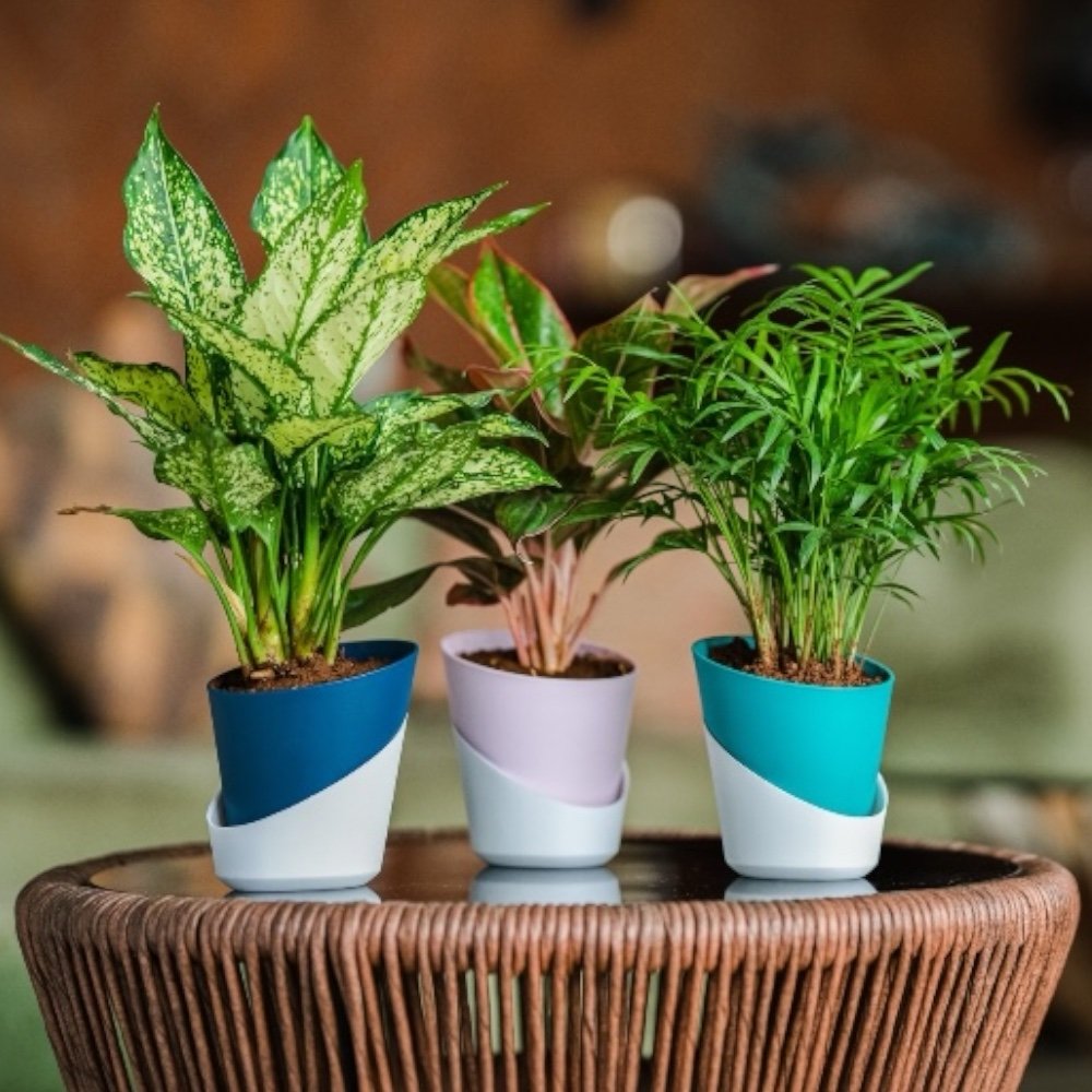 Atlantis Self-Watering Table Top Planter – Set of 3