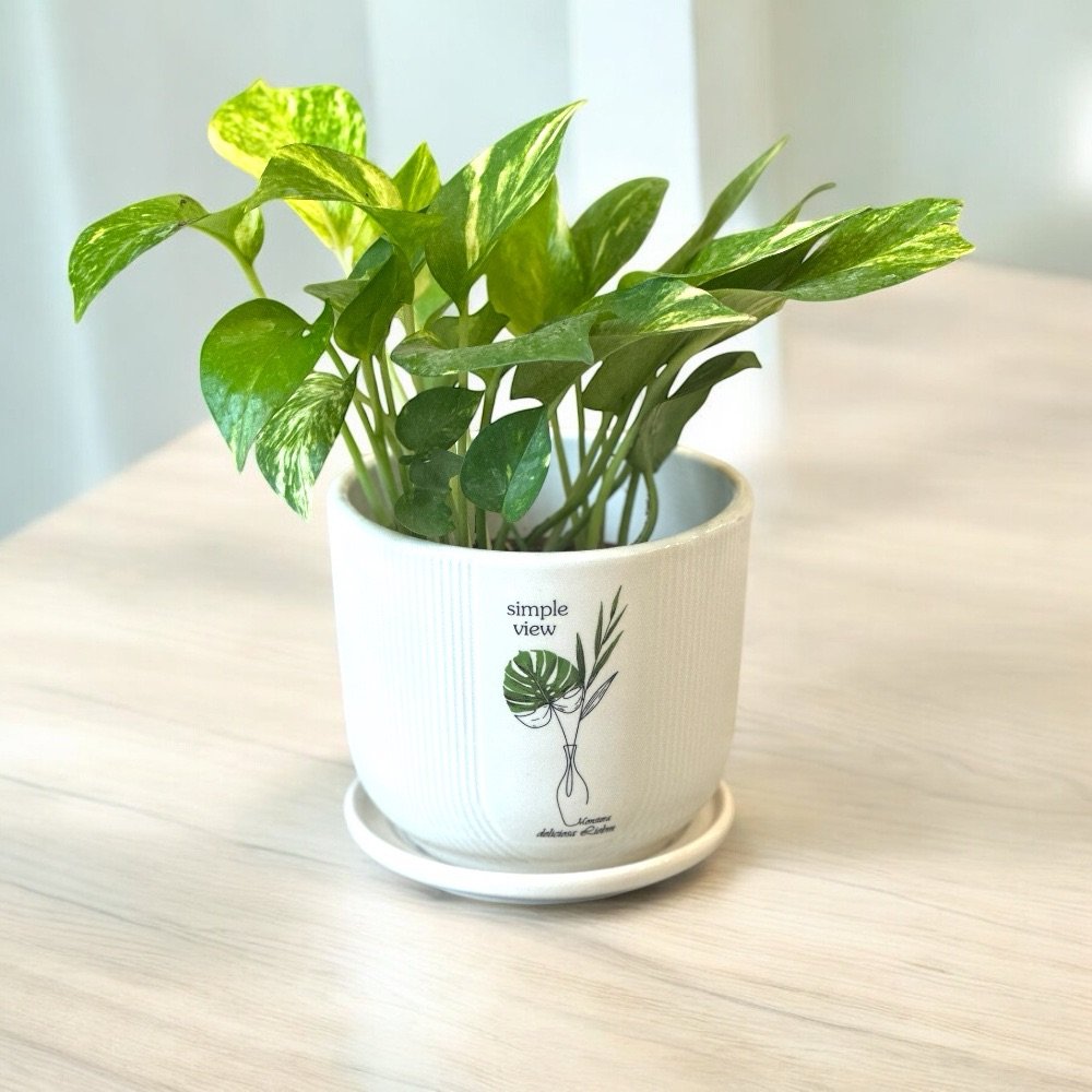 Ceramic Planter Table Top - Image 4