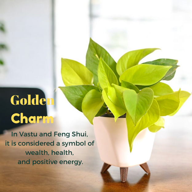 Nature and Science Golden Money Plant - Image 2