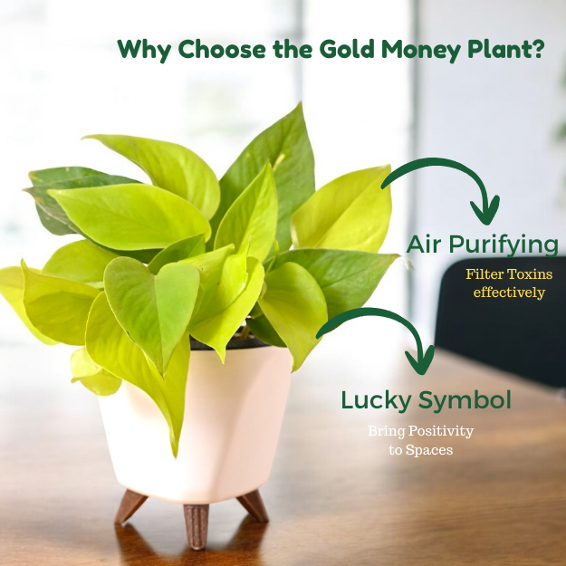 Nature and Science Golden Money Plant - Image 3