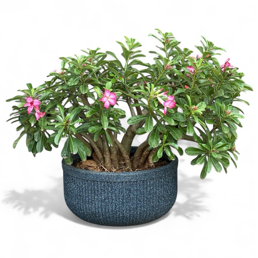 Tokyo Bowl Bonsai Planter