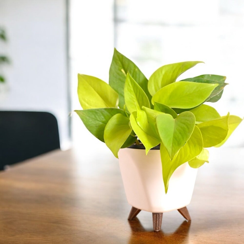 Nature and Science Golden Money Plant