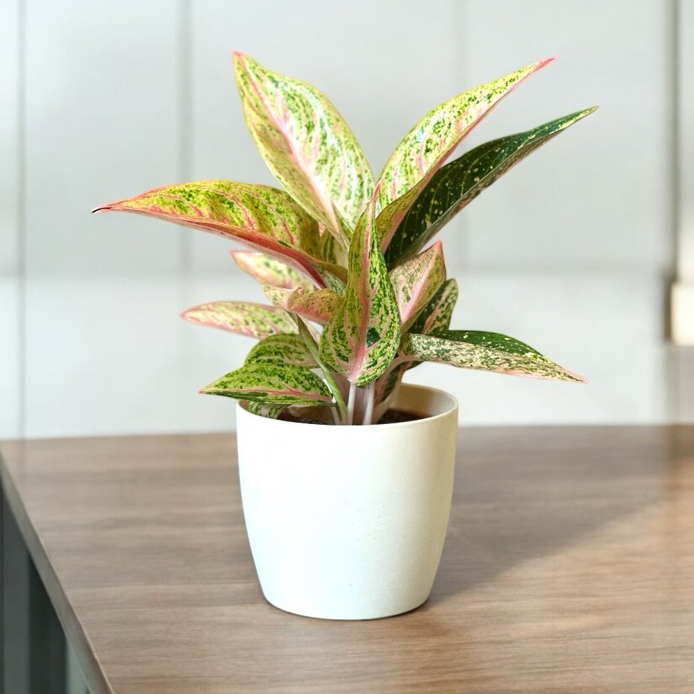 Aglaonema Legacy - Image 2