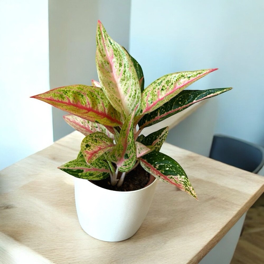 Aglaonema Legacy - Image 3