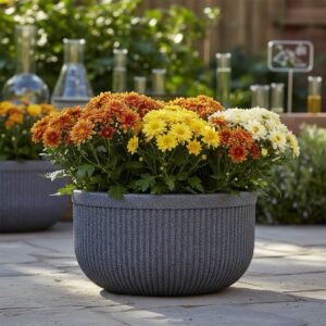 Tokyo Bowl Bonsai Planter