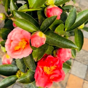 Kamelia (Camellia) Plant