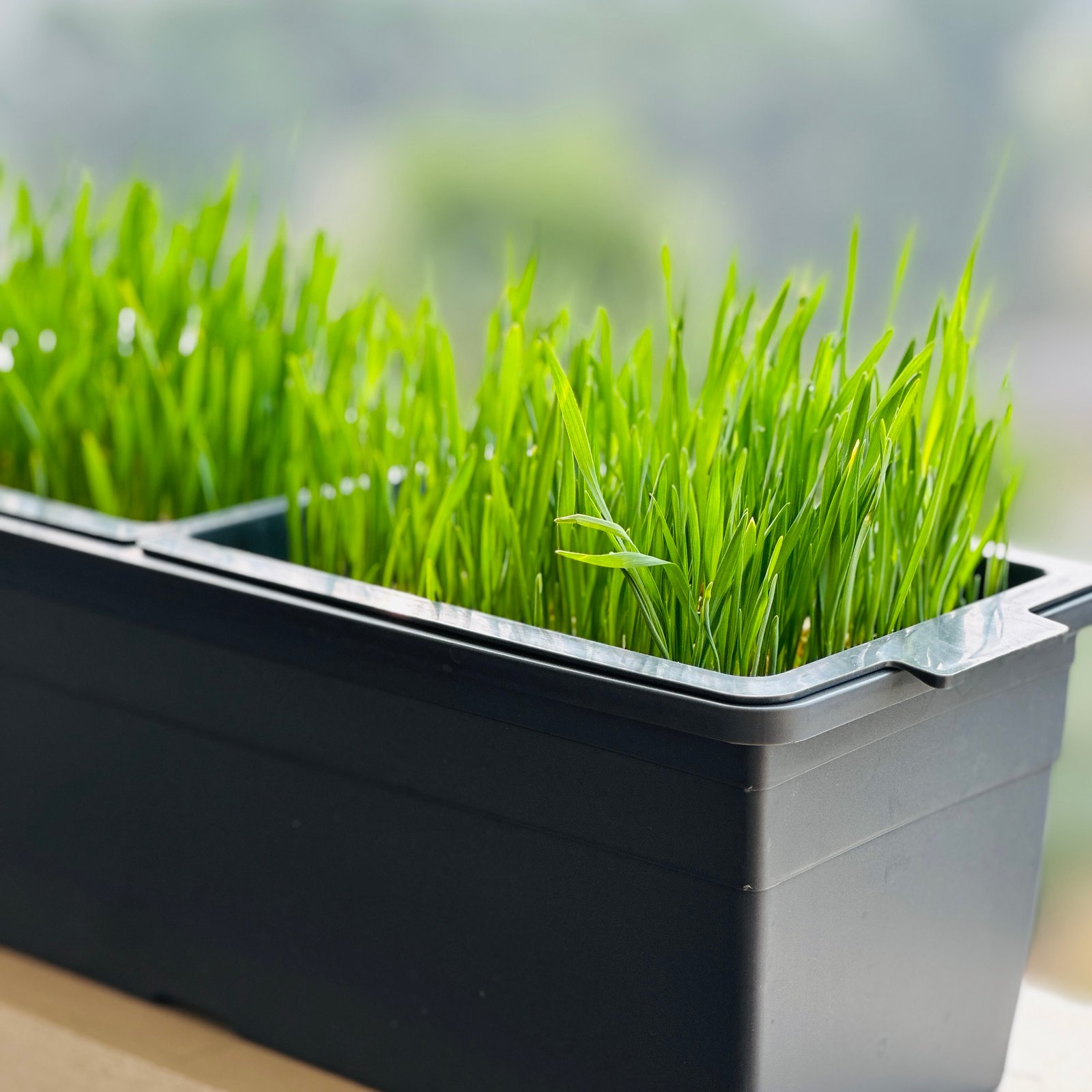 Sprouta Microgreen Pot & Tray (Food Grade Plastic) - Image 4