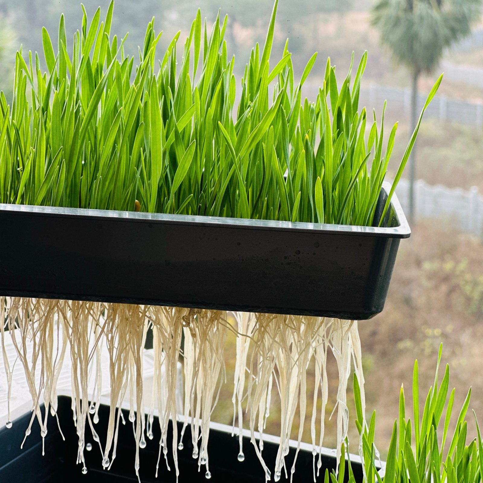 Sprouta Microgreen Pot & Tray (Food Grade Plastic) - Image 2