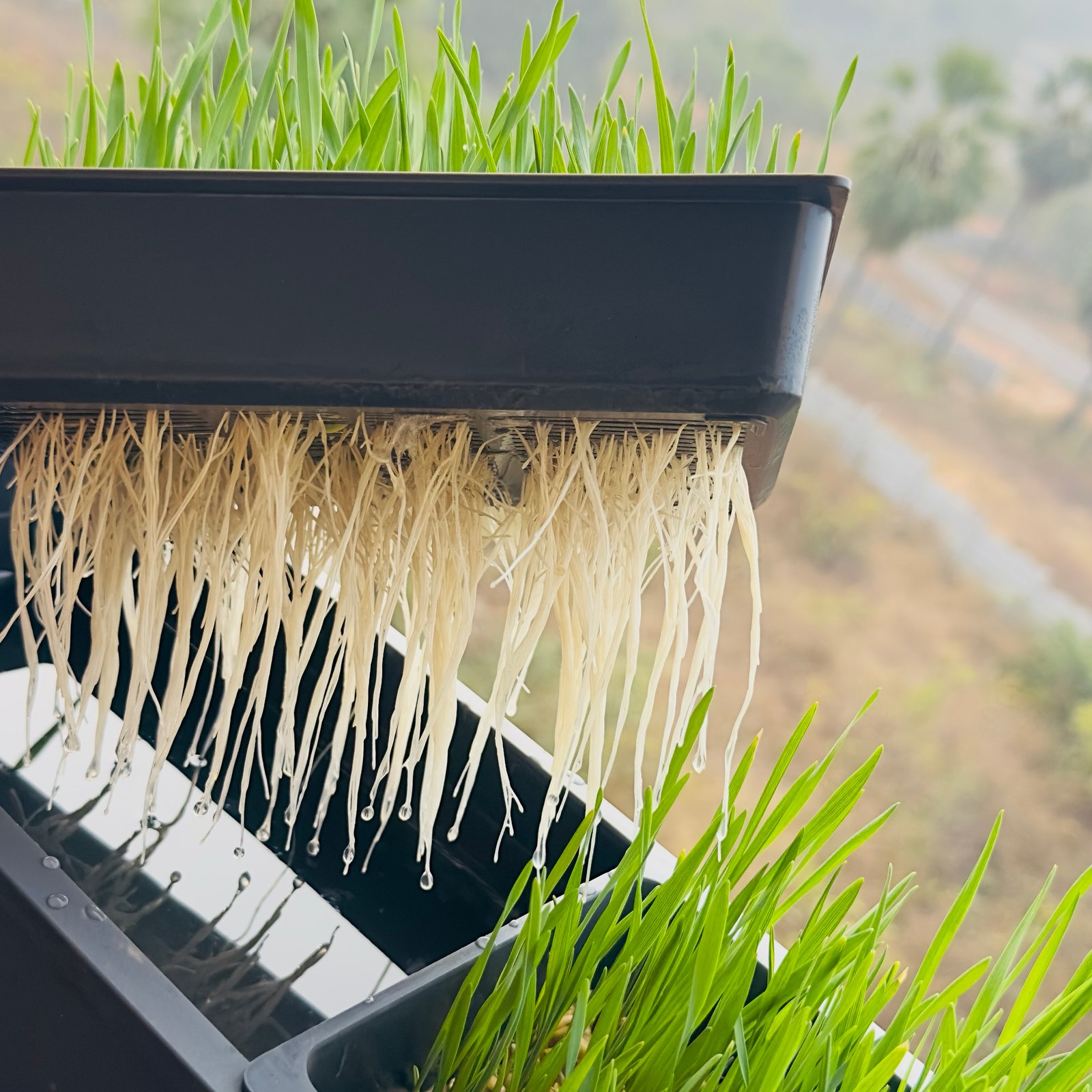 Sprouta Microgreen Pot & Tray (Food Grade Plastic) - Image 3