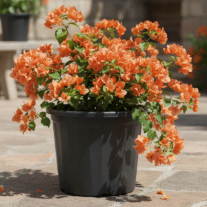 Grower Planters For Home , Office , Indoor & Outdoor